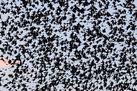 Zoltan Gergely Nagy | Fliegender Schwarm | Flying Flock