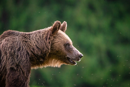 David Hup & Michiel van Noppen | Porträt eines Bären | Bear portrait