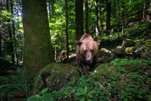 David Hup & Michiel van Noppen | Im natürlichen Lebensraum | In her natural habitat