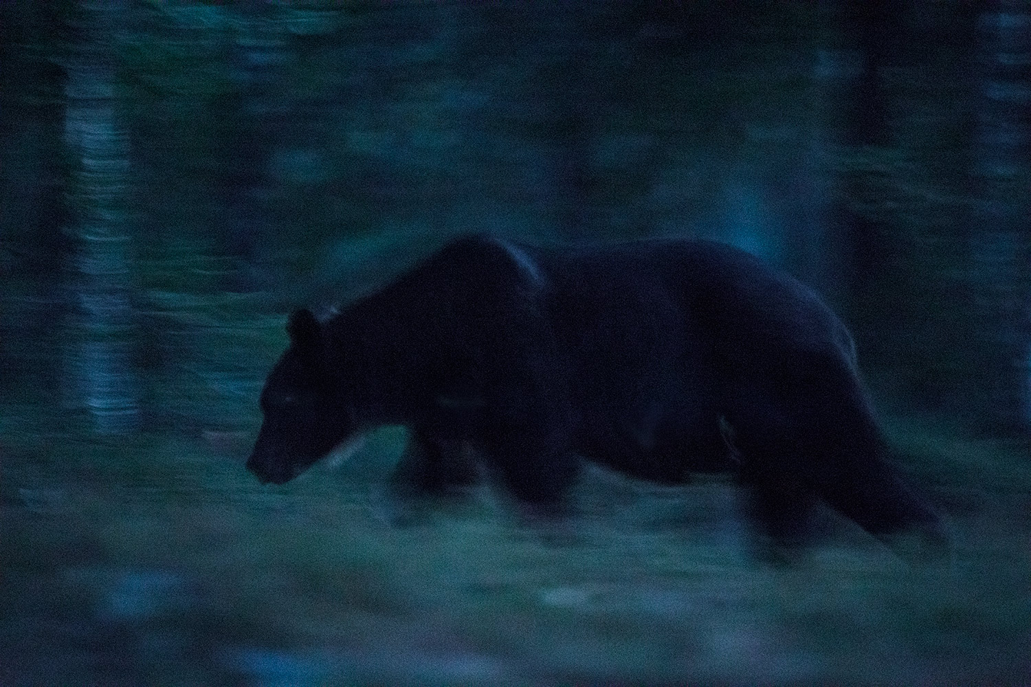 Über das Wesen der Jagd