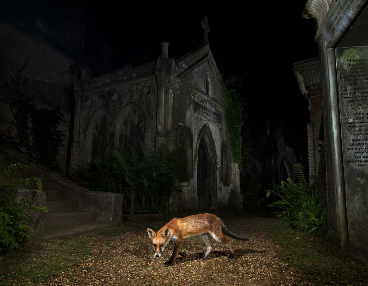 2022 | 3. Platz: Matthew Maran (GB) | Nachtschicht auf dem Friedhof | Graveyard Shift 