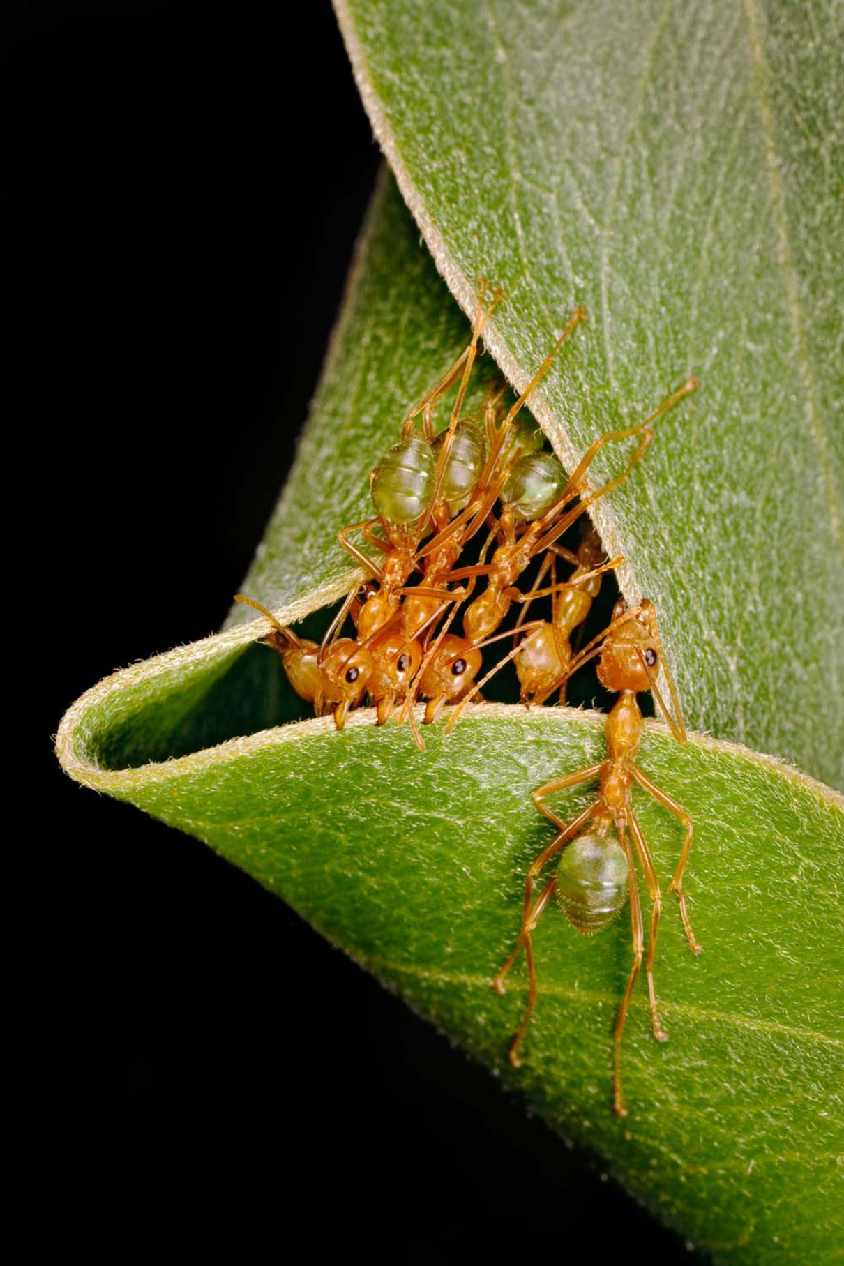 Ingo Arndt: Weberameisen beim Nestbau / Weaver ants building a nest