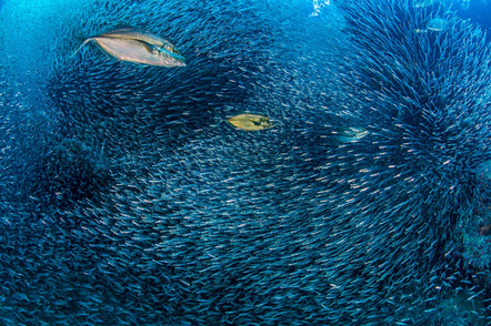 Alexander Mustard: Die Jagd / The hunt