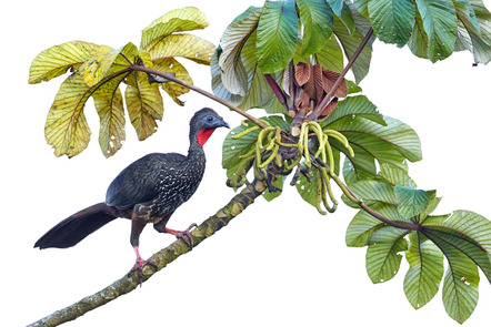 Tim Hunt: Rostbauchguan / Crested guan
