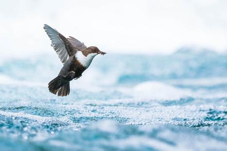Sieger/Winner: Simon Johnsen (NO) | Wasseramsel im Flug | Dipper in flight
