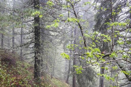 Johannes Wassermann | Im Nebelwald