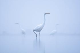 Mateusz Piesiak | White ladies