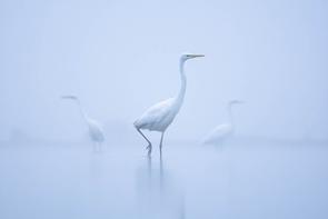Mateusz Piesiak | White ladies