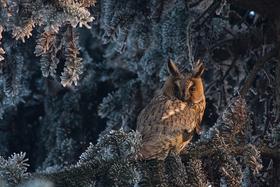 Mateusz Piesiak | Winter owl 