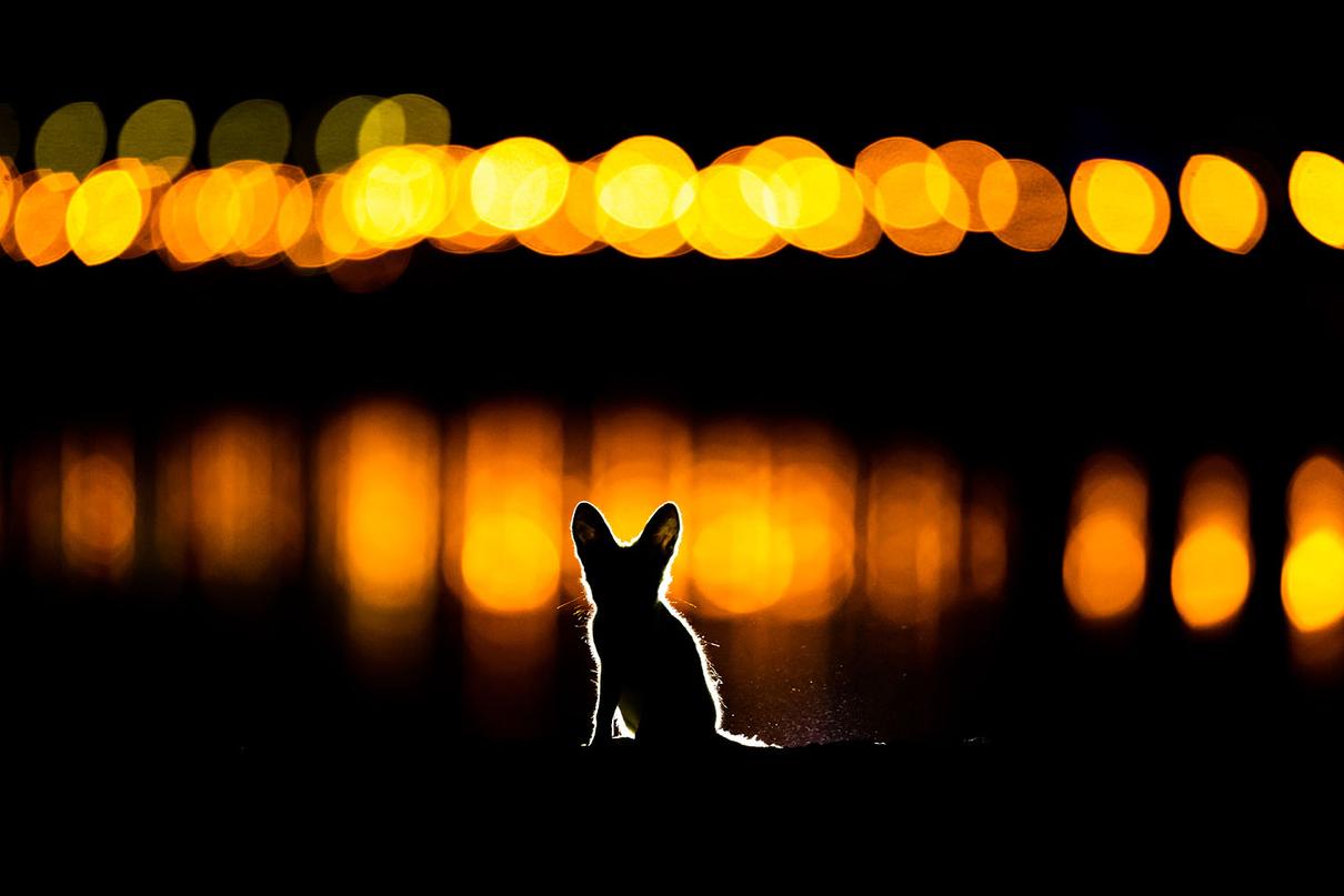 2. Platz: Mohammad Murad | Glowing Fox