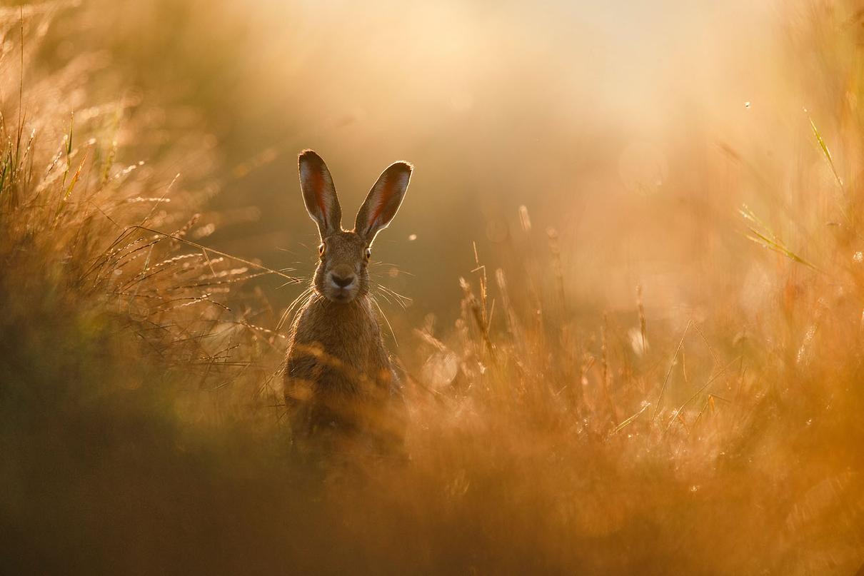 Gesamtsieger | Overall Winner:  Peter Lindel | A Hare´s Dream