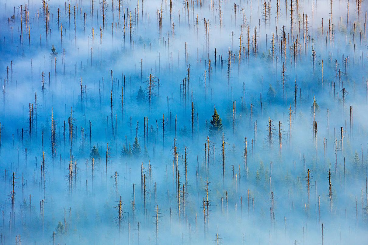 1. Platz: Radomir Jakubowski | Neues Leben im toten Wald | New life in a dead forest