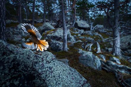 Florian Smit | Farbenpracht | Blaze of colours