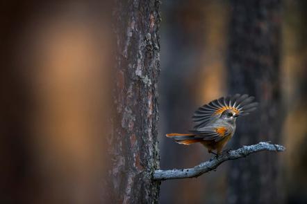 Florian Smit | Ein neuer Freund | A new friend