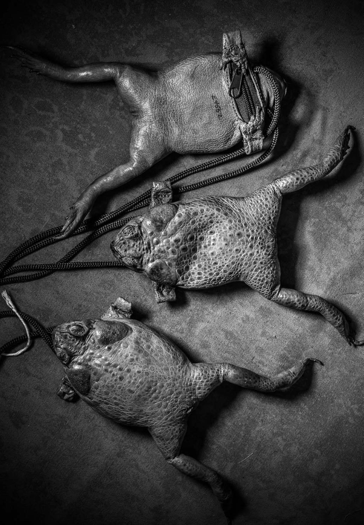 Britta Jaschinski (GB) | Morbide Modeartikel | Dead toad fashion