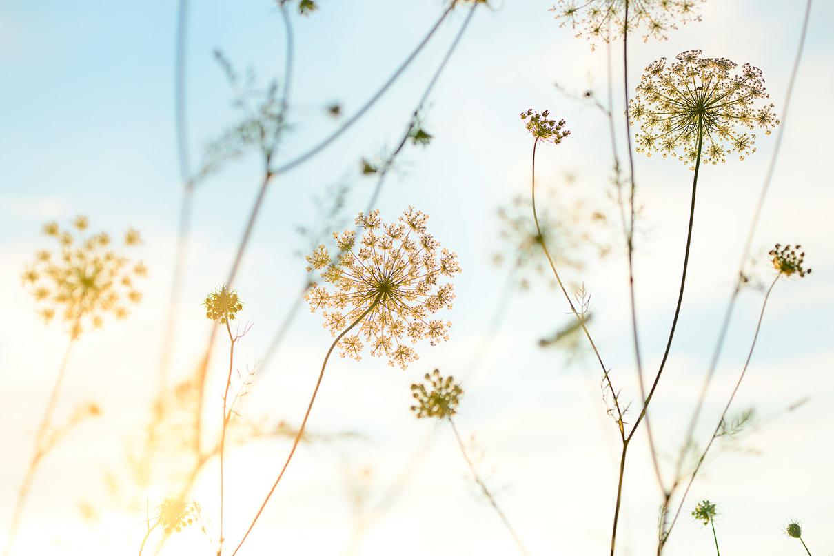 4.Platz: Sandra Bartocha (DE) | Lightness of Summer