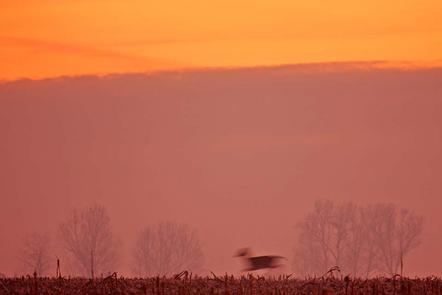 Jerzy Grzesiak | Morgendamhirsch