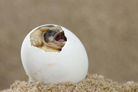 Ingo Arndt | Landschildkroete schluepft