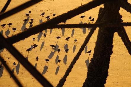 Zoltan Gergely Nagy | Komposition mit Staren | Composition with Starlings