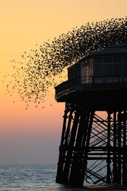 Zoltan Gergely Nagy | Stare auf der North Pier | Starlings on North Pier