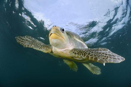 Solvin Zankl | Unterwasserflug der Meeresschildkröte