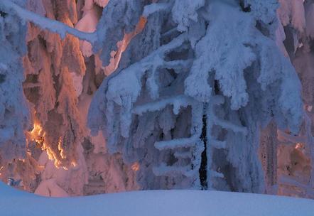 Michal Budzynski | Leuchtender Wald | Incandescent Forest