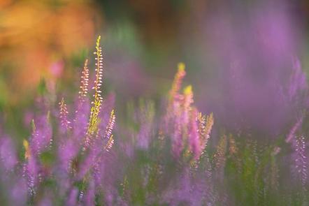 Michal Budzynski | Im Abendlicht | In the Evening Light