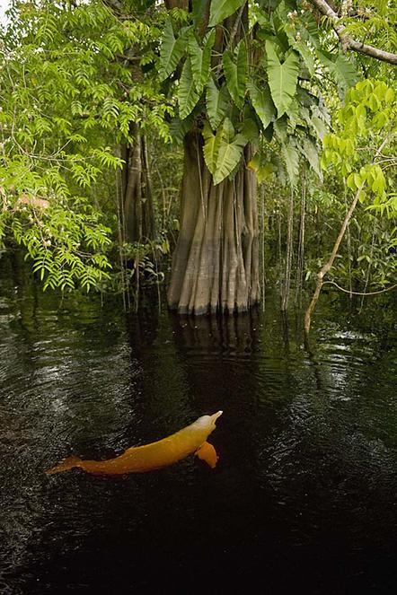 Kevin Schafer | Amazonasdelfin im Regenwald | Boto and Rainforest