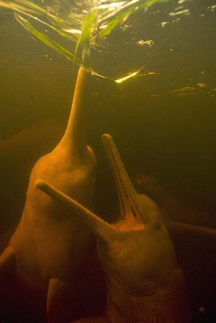 Kevin Schafer | Streit unter Wasser | Underwater Argument