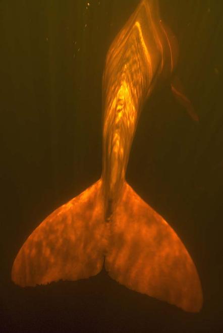 Kevin Schafer | Fluke eines Amazonasdelfins | Boto Flukes