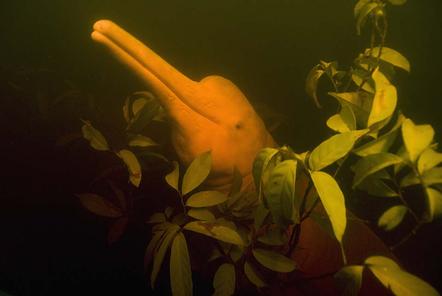 Kevin Schafer | Amazonasdelfin im Blätterdach | Boto in the Canopy