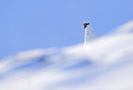 Fergus Gill | Rufendes Schneehuhn | Calling Ptarmigan 