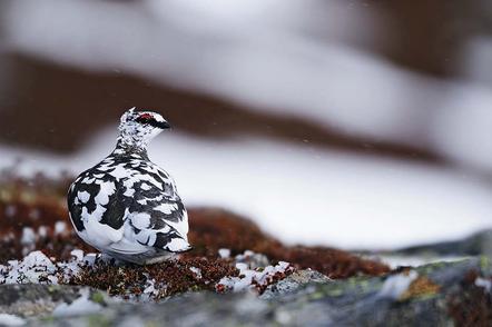 Fergus Gill | Am Ende des Winters | The End of Winter