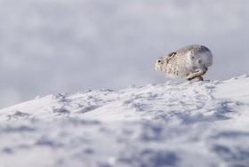 Fergus Gill | Hasensprint | Running Hare 