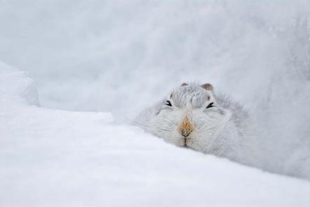 Fergus Gill | Schneehase, gut geschützt | The Snow-hole Hare