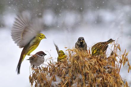 Fergus Gill | Winterfütterung | Feeding on the Oats