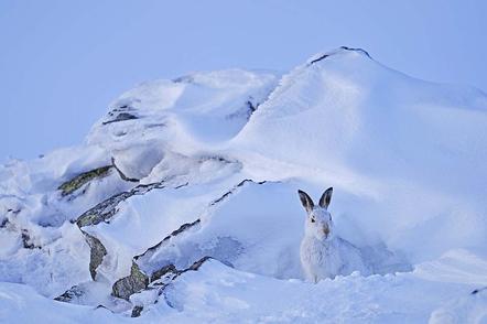 Fergus Gill | Hase am Berg | Winter Hare 