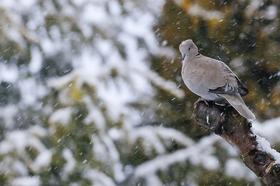 Fergus Gill | Türkentaube | Garden Dove