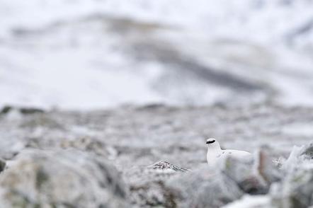 Fergus Gill | Schneehuhn im Lebensraum | Ptarmigan 