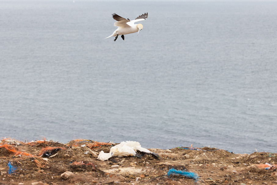 Die Vogelgrippe wütet im Wattenmeer