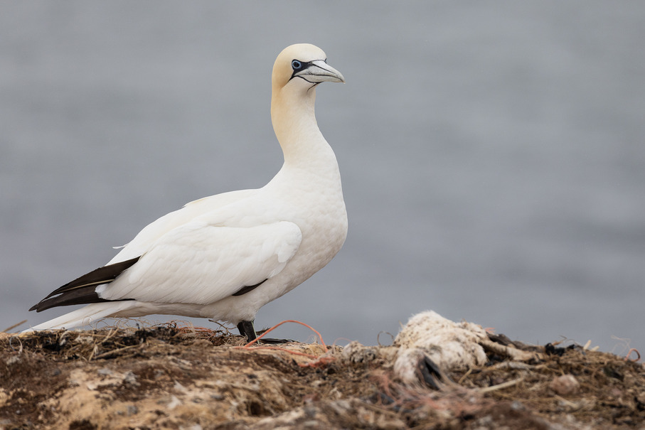 Die Vogelgrippe wütet im Wattenmeer