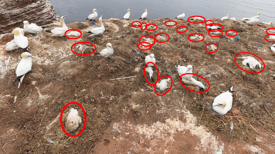 Die Vogelgrippe wütet im Wattenmeer