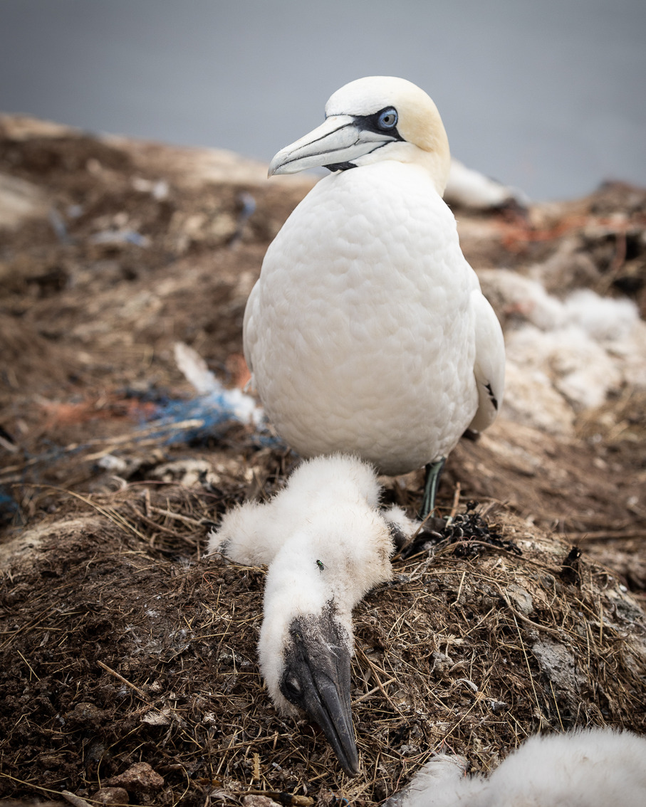 Die Vogelgrippe wütet im Wattenmeer