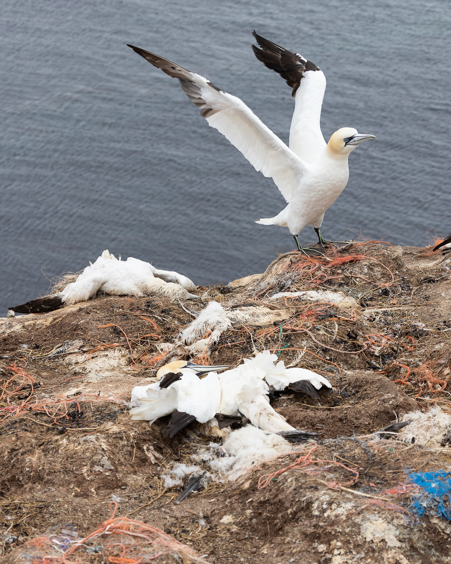 Die Vogelgrippe wütet im Wattenmeer