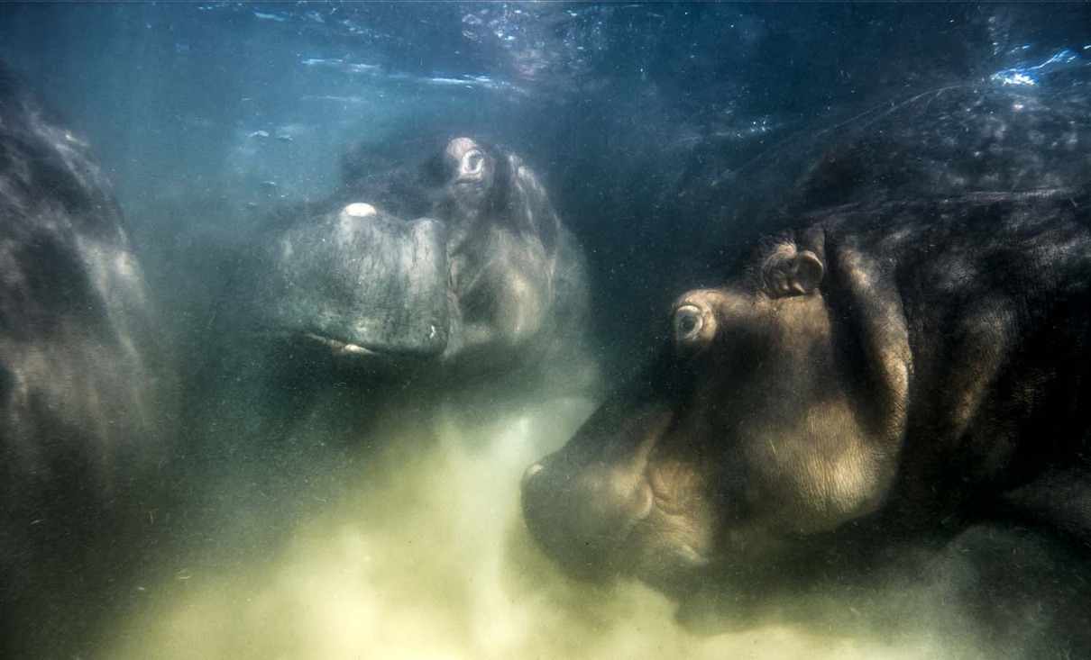 ‘Hippo World’, imagen ganadora. Autor: Mike Korostelev. Fuente: www.gdtfoto.de