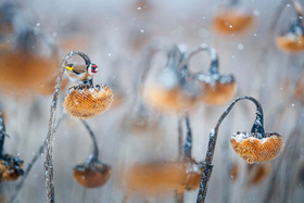 Stieglitz | Goldfinch