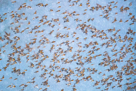 Bergfinkenschwarm | Flock of bramblings