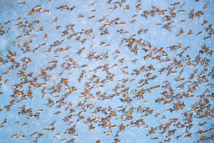 Bergfinkenschwarm | Flock of bramblings