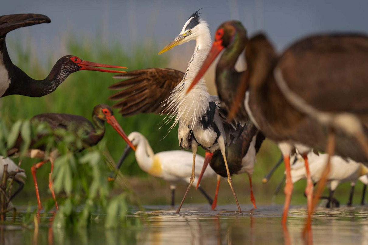 Staffan Widstrand (SE) | Biodiversität unter und über Wasser | Biodiversity above and below the waterline