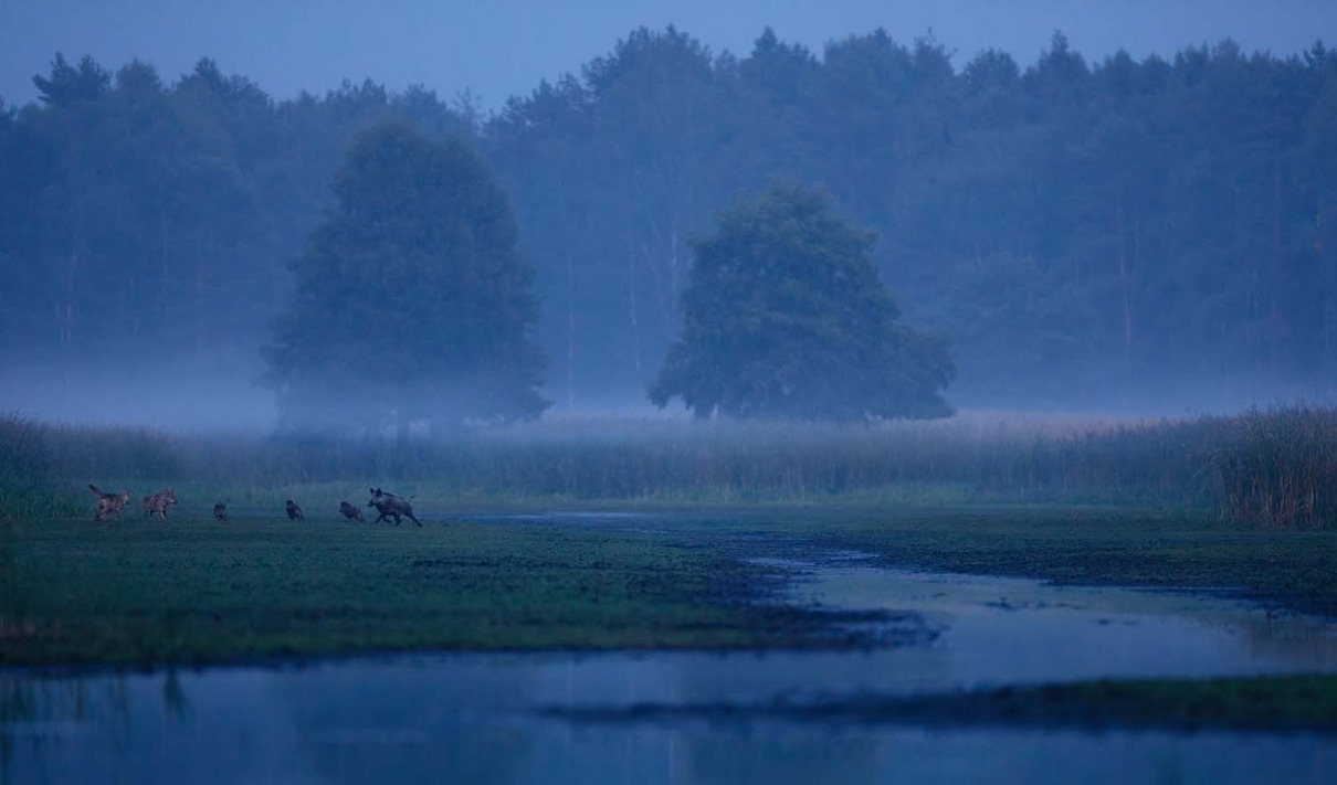 Sieger | Winner: Tobias Richter (DE) | Jagende Wölfe | Wolves on the hunt